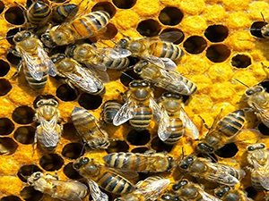 Bee Feemale Workers