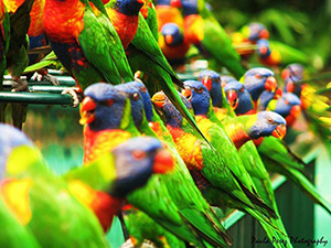 Birds in group